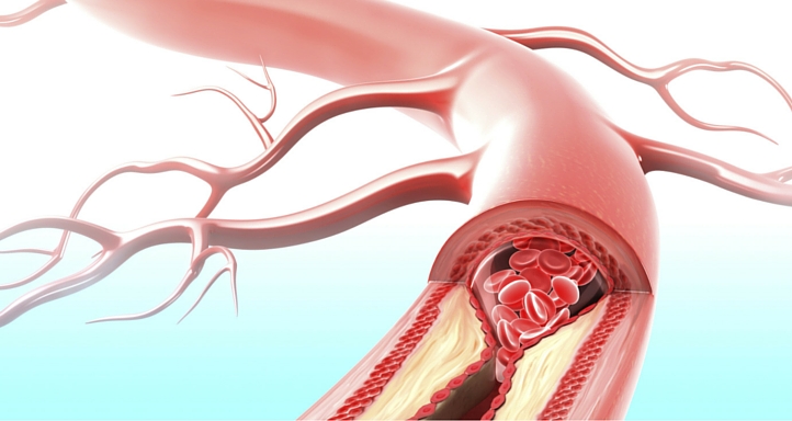 вены и артерии