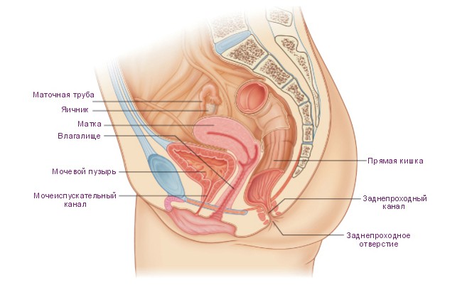 схема женских органов