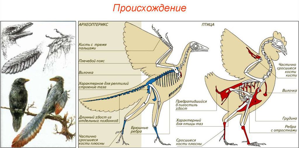 схожесть строения