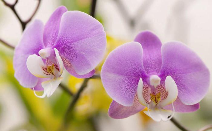 как нарастить корни у орхидеи