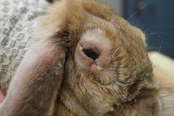 можно ли употреблять мясо кролика больного миксоматозом