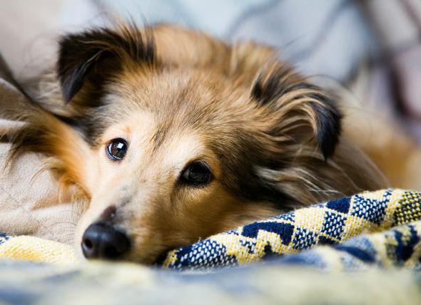 эпилепсия у собак лечение как прекратить