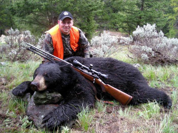 как стрелять медведя убойные места
