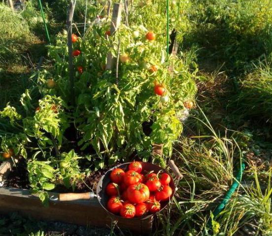 томат любаша отзывы фото урожайность