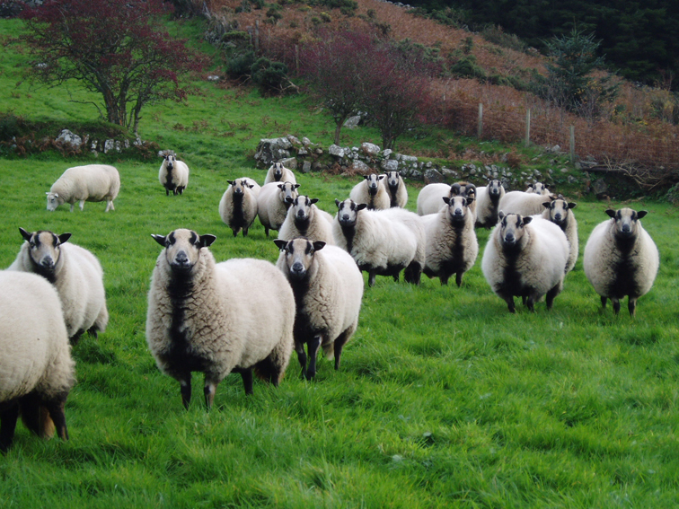 разведение овец
