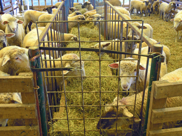 овцы в ограждении