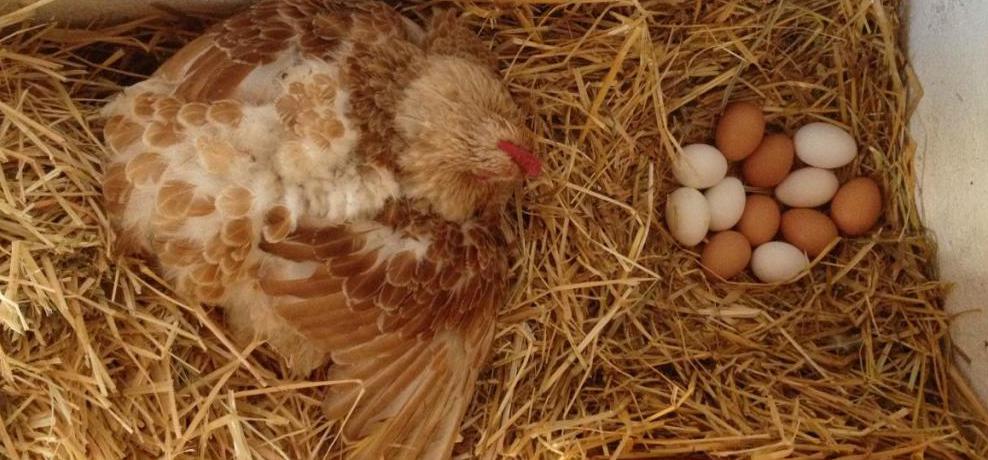 курица снесла яйца