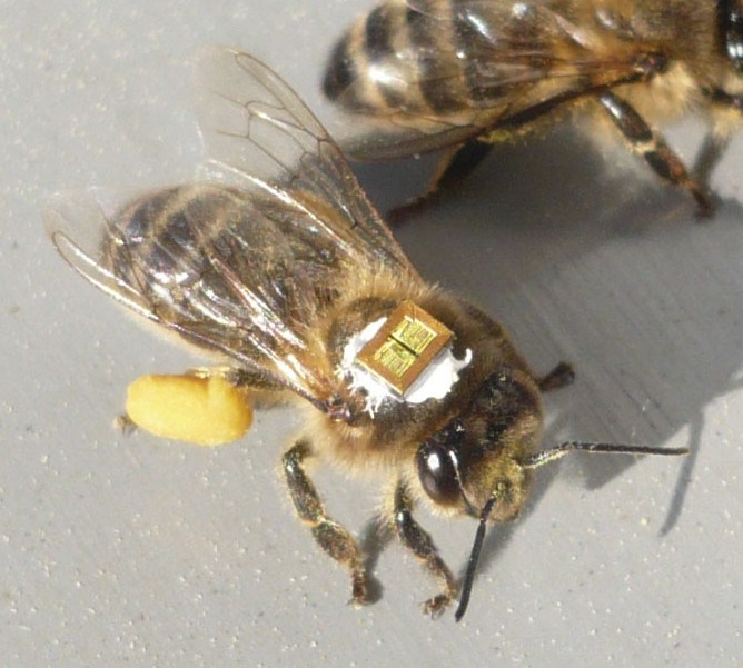Маточные пчелы