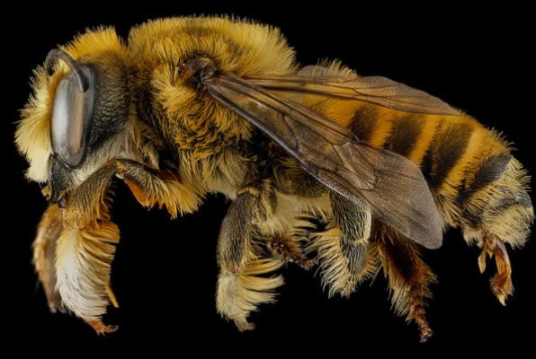 Пчела маточная