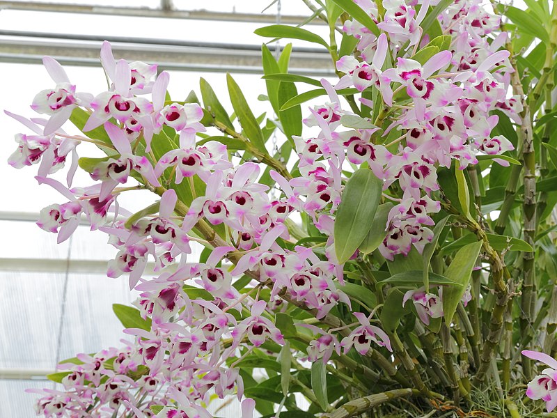размножение орхидеи