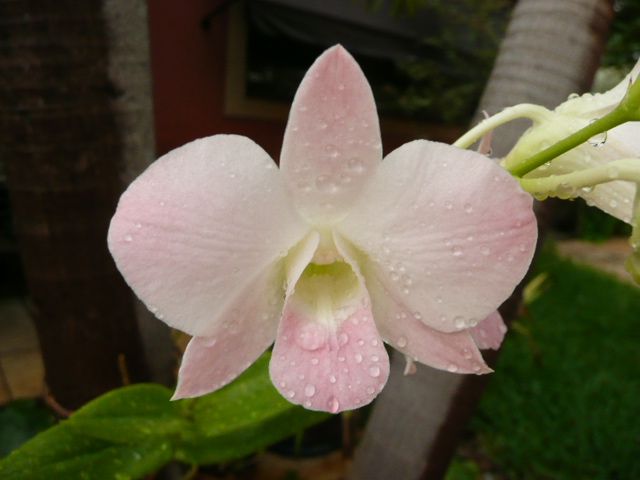 цветок дендробума