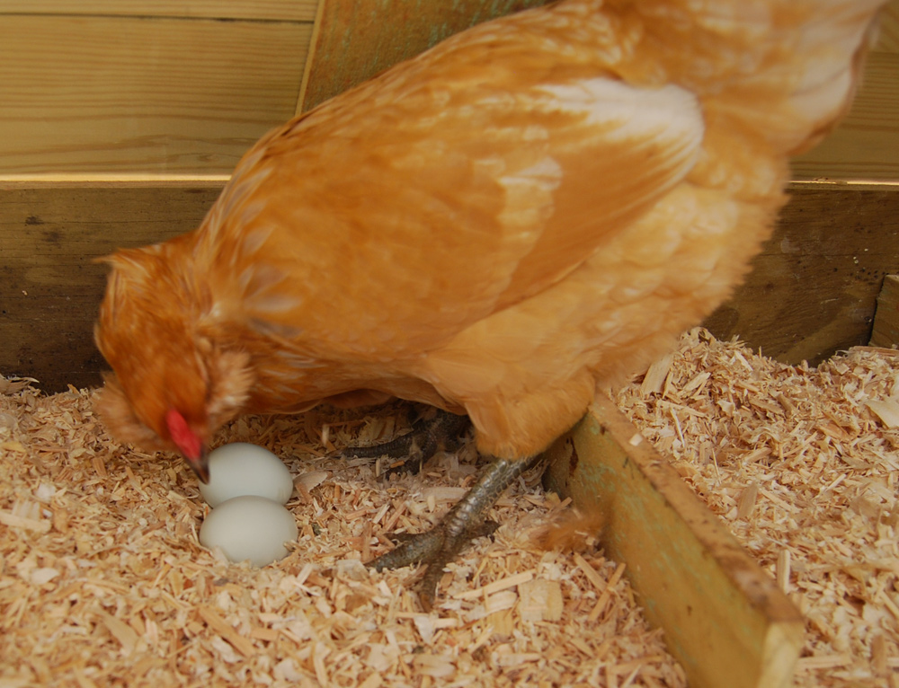курица несет яйца