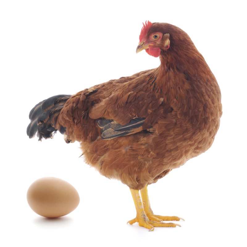 курица снесла яйцо