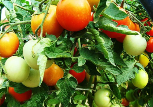 разведение томатов