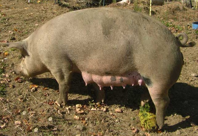 период беременности свиньи