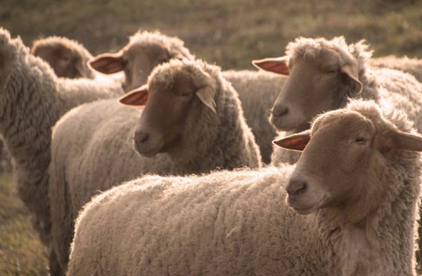 овцы на пастбище