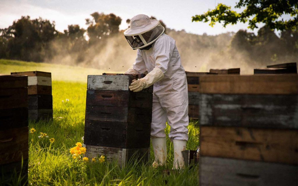 улик с пчелами