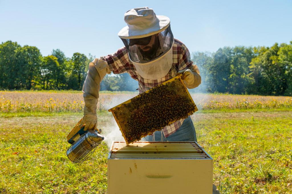 правильный уход за пчелами