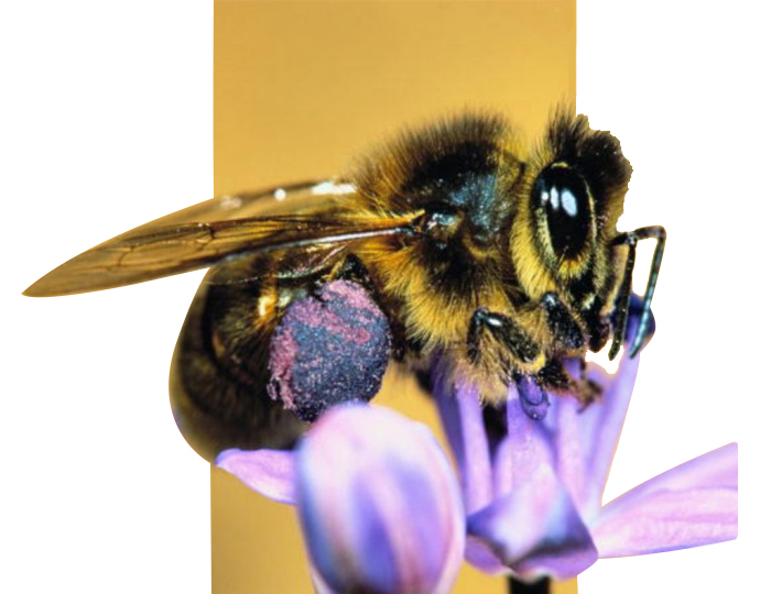 башкирская порода пчел