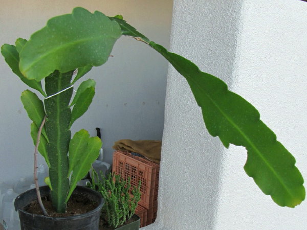 уход за кактусом в домашних условиях