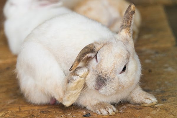 причины облысения кроликов