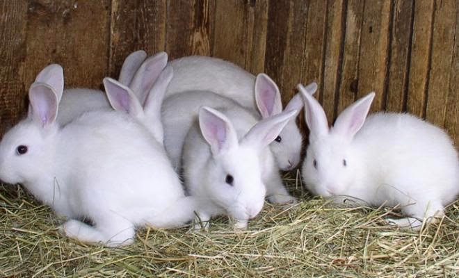 кролики в крольчатнике