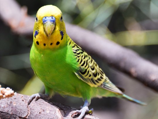 зеленый волнистый попугай