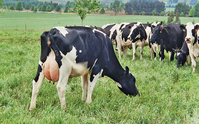трава для коров