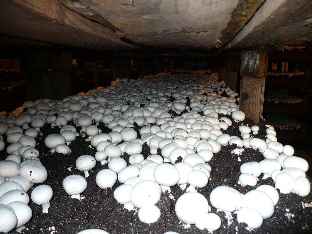 Производство грибов в России: оборудование, рентабельность, отзывы