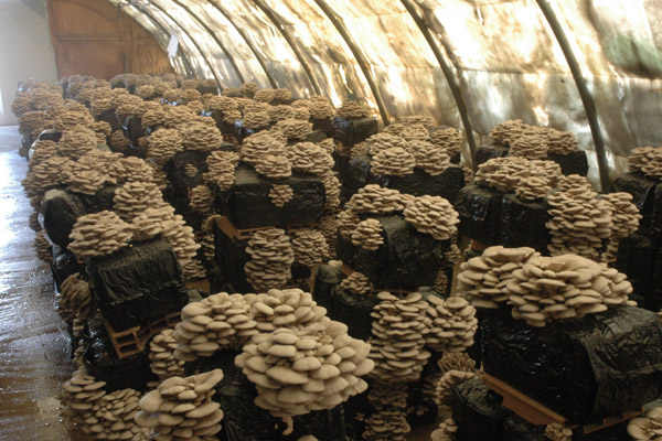 Производство грибов в России: оборудование, рентабельность, отзывы