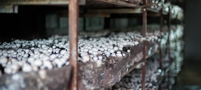 масштабное производство грибов