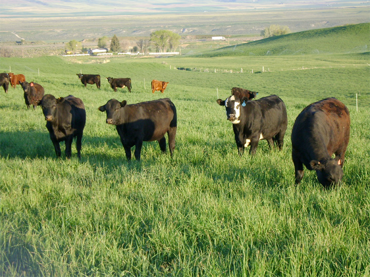кормление коров травой