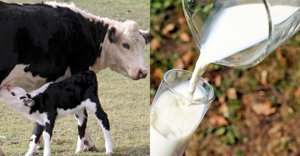 чем кормить корову чтобы было больше молока