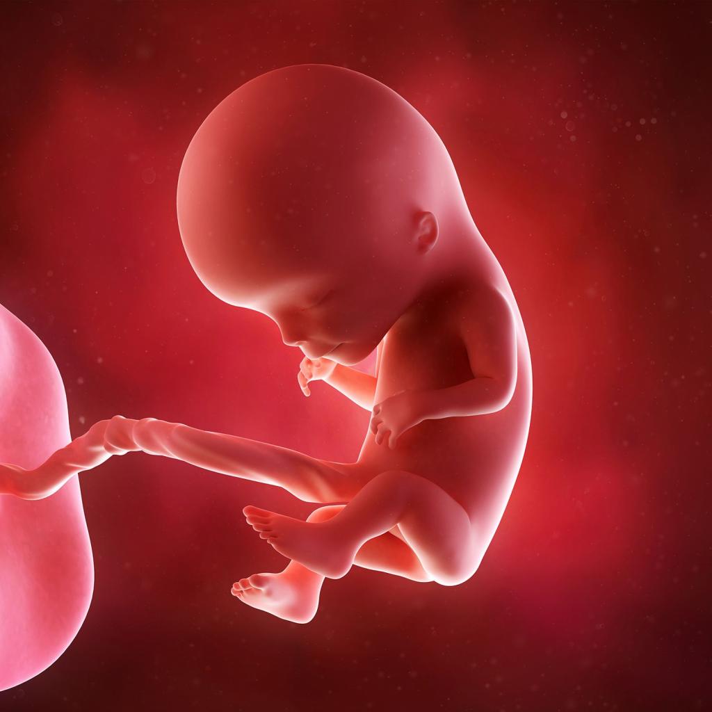 Живот на 12 неделе беременности: размеры, нормы, ощущения беременной и рекомендации гинекологов