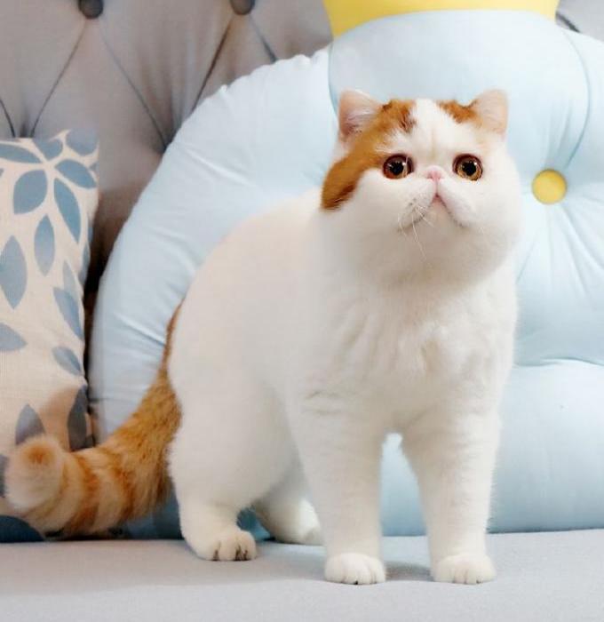японский кот снупи
