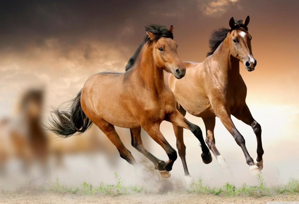 карабахская порода лошадей фото