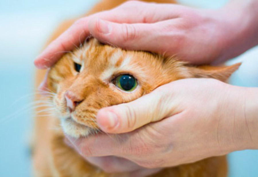 Чем лечить конъюнктивит у кота в домашних условиях?