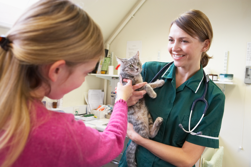 Чем лечить конъюнктивит у кота в домашних условиях?