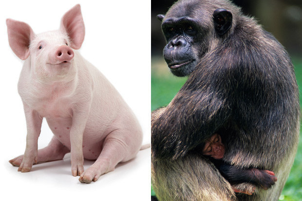 совместимость свиньи и обезьяны в браке