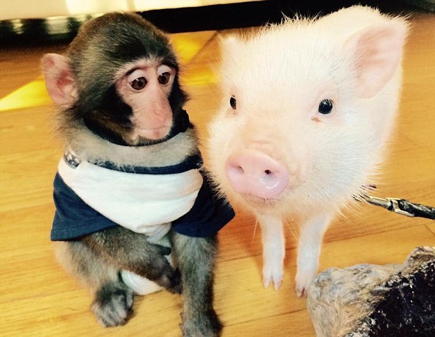 совместимость обезьяны и свиньи