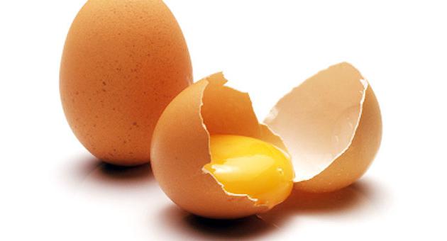 может ли курица нести яйца без петуха