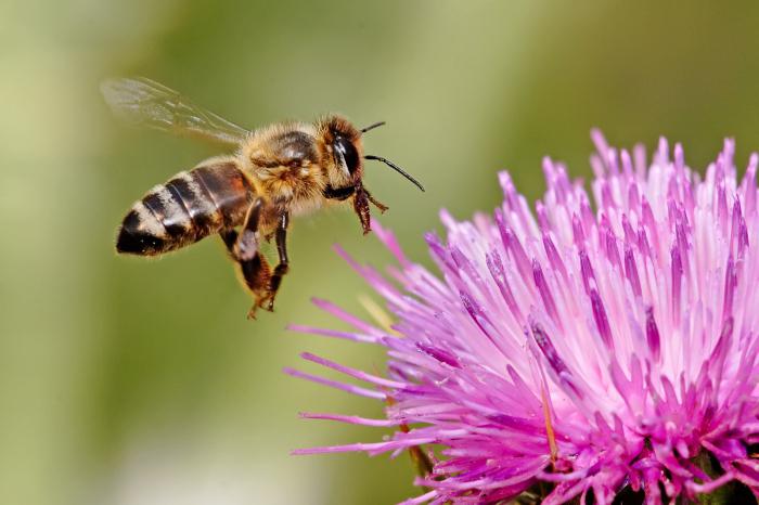 разведение пчел 