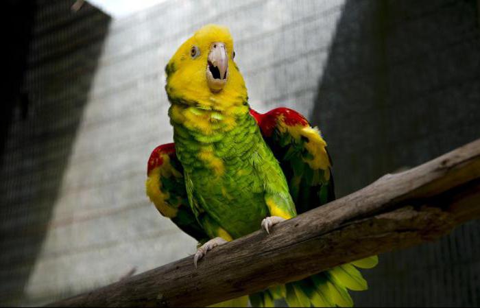 как проявляется аллергия на попугаев