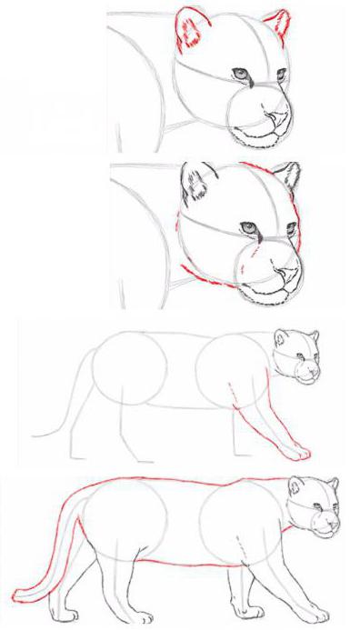как нарисовать ягуара поэтапно