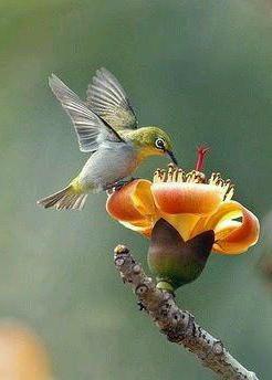 колибри птица краснодарский край