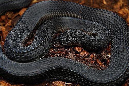 игольная змея mehelya capensis
