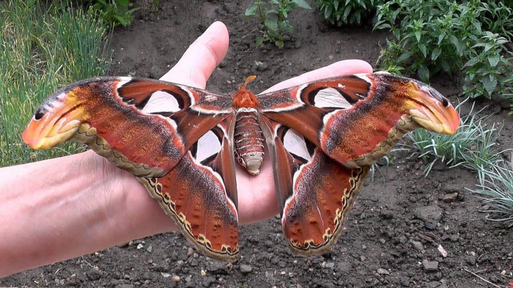 самое большое насекомое бабочка