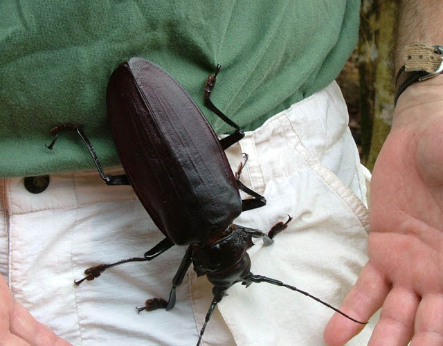 Какой самый большой жук в мире