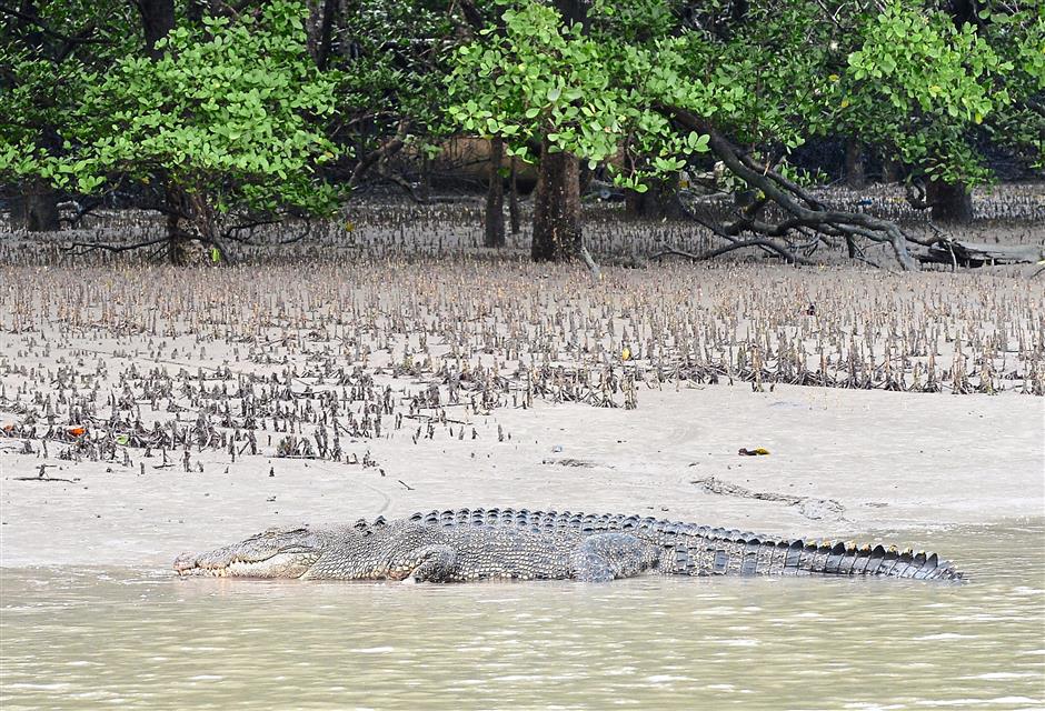 длина гребнистого крокодила