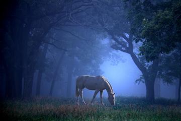 Видеть во сне табун лошадей